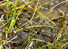 Somatochlora alpestris