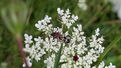 Chlorophorus trifasciatus