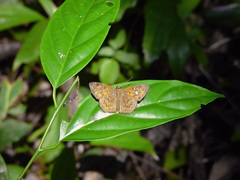 Pseudocoladenia dan dhyana