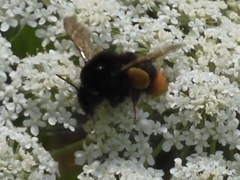 Bombus ignitus