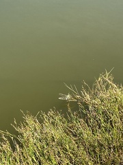 Anax imperator
