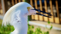 Egretta thula image