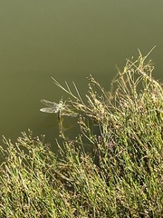 Anax imperator