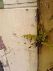 Dryopteris filix-mas
