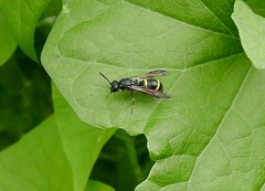 Symmorphus bifasciatus