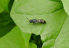 Symmorphus bifasciatus