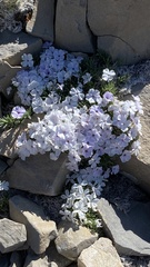 Phlox pulvinata