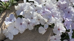Phlox pulvinata