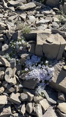 Phlox pulvinata