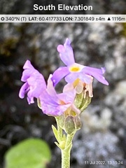 Primula scandinavica