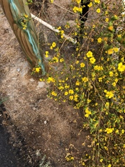 Deinandra