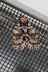 Acronicta fragilis
