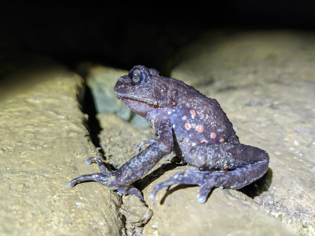 Red-Spotted Lazy Toad