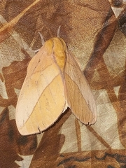 Syssphinx montana