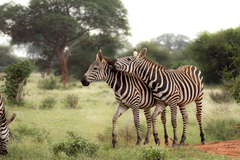 Equus quagga