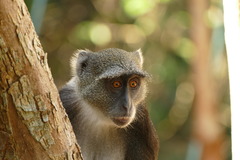 Cercopithecus mitis