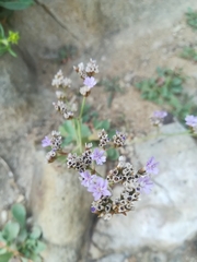 Limonium vulgare