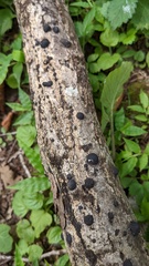 Annulohypoxylon truncatum