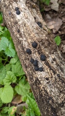 Annulohypoxylon truncatum