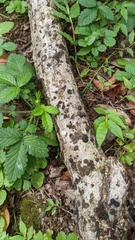 Annulohypoxylon truncatum