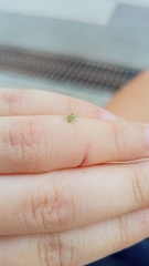 Coniatus splendidulus