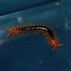 Scolopendra multidens