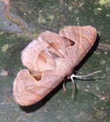 Phazaca kosemponicola