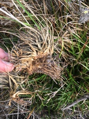 Juncus lomatophyllus