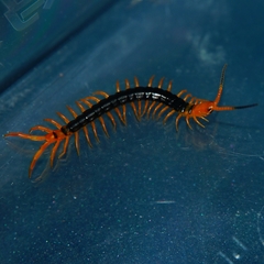 Scolopendra multidens