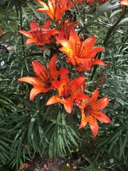 Lilium bulbiferum