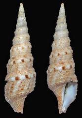 Iotyrris cingulifera