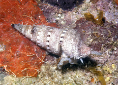 Iotyrris cingulifera