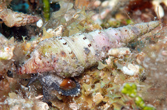 Iotyrris cingulifera