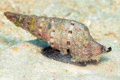 Iotyrris cingulifera