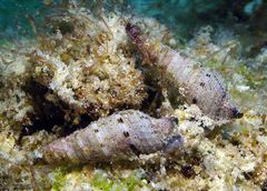 Iotyrris cingulifera