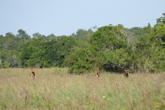Hippotragus niger roosevelti