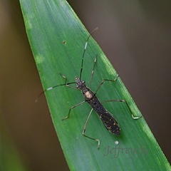 Marcius longirostris