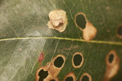 Pagodiella