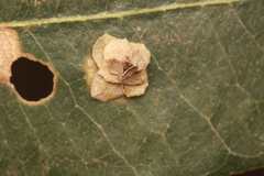 Pagodiella