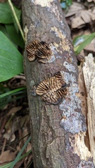 Daedaleopsis styracina