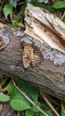 Daedaleopsis styracina