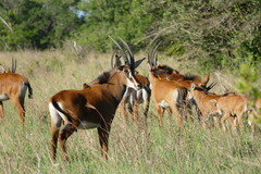 Hippotragus niger roosevelti