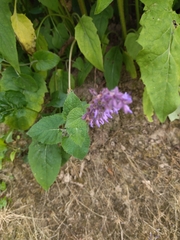 Salvia verticillata
