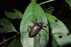 Andocamaria formosana