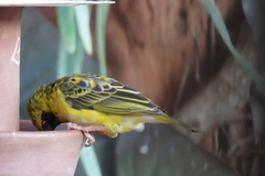 Ploceus cucullatus cucullatus