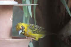 Ploceus cucullatus cucullatus