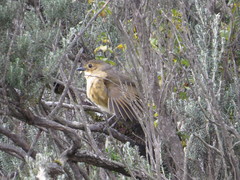 Grallaria quitensis