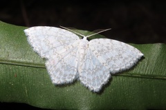 Leucodrepana serratilinea