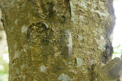 Platypleura kuroiwae