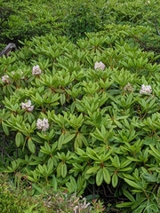Rhododendron brachycarpum